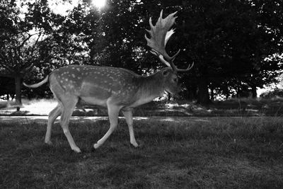 Side view of deer standing on field