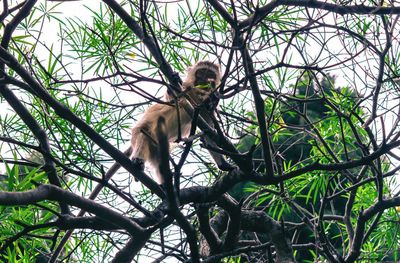 Low angle view of monkey sitting on tree