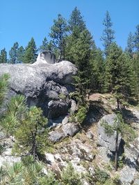 Scenic view of waterfall in forest against clear sky