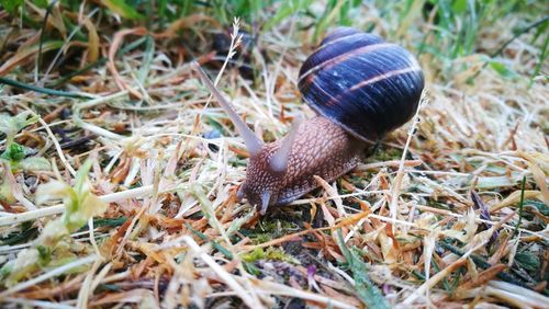 Close-up of snail on field