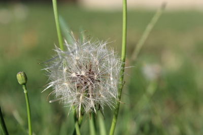 Close-up of dandelion