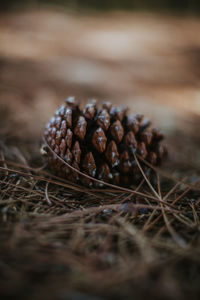 Close-up of pine cones