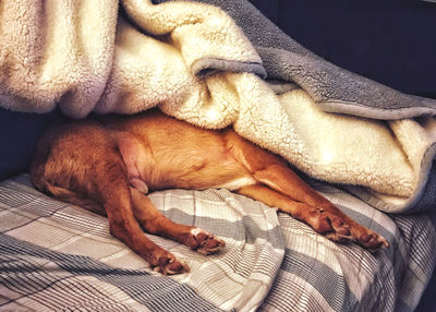 Close-up of a dog sleeping on bed