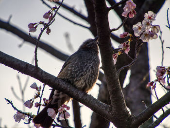 Low angle view of bird perching on tree