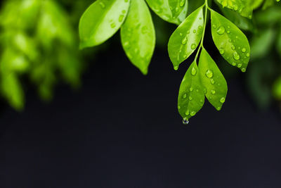 Close-up of raindrops on plant leaves