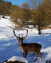 Deer on snow covered landscape