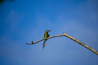 Low angle view of bird perching on branch against blue sky