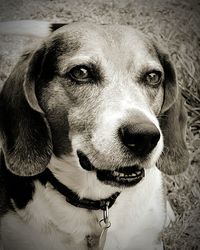 Close-up portrait of dog