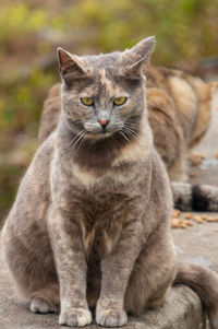 Close-up portrait of a cat