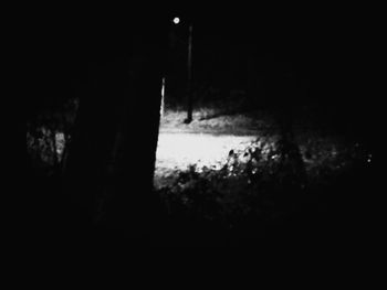 Close-up of tree trunk at night