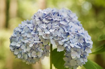 Close-up of white hydrangea flowers in park