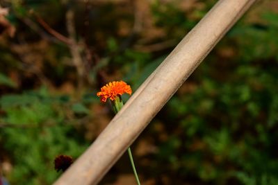 Close-up of orange flowering plant