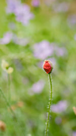 Close-up of ladybug on leaf