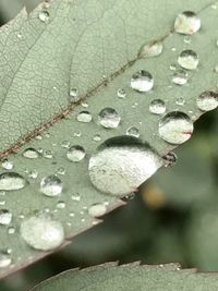 Close-up of raindrops on leaf