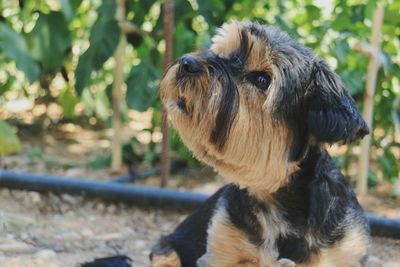 Close-up of dog sitting outdoors