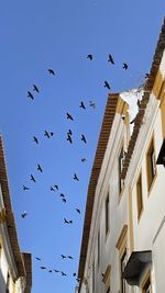 Low angle view of birds flying in building