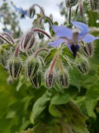 Close-up of flowering plant on field