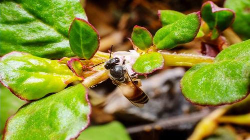 Close-up of bee on leaf