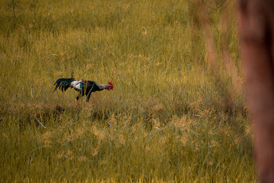 View of bird on land