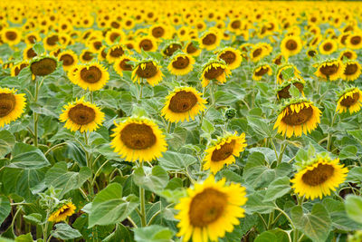 Full frame shot of sunflower