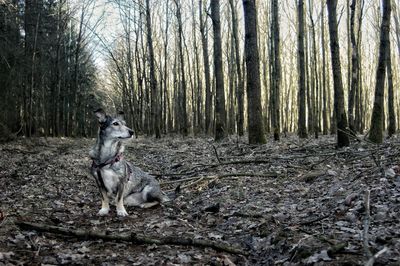 View of a dog in the forest