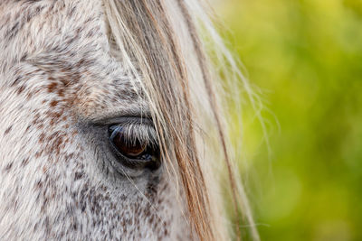 White horse eye, close up details of animal and head.