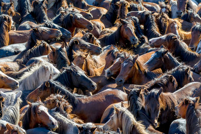 Full frame shot of horses