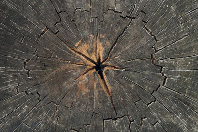 Full frame shot of broken tree stump