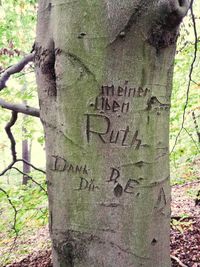 Close-up of text on tree trunk