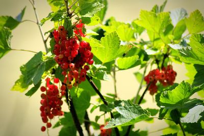 Close-up of red berries growing on tree