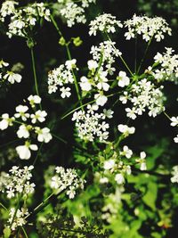 Close-up of white flowers