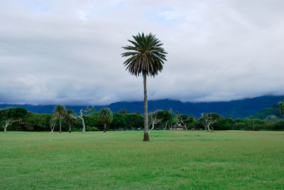 Palm trees on field against sky