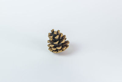 High angle view of pine cone on white background