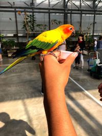 Cropped image of hand holding bird