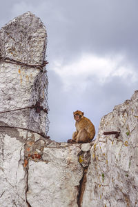 Low angle view of monkey on rock against sky