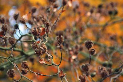 Close-up of wilted plant during autumn season