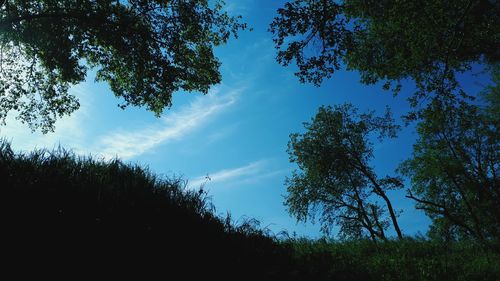 Low angle view of trees against sky