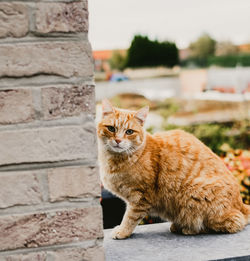 Portrait of cat sitting on concrete wall