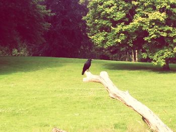 Bird perching on tree