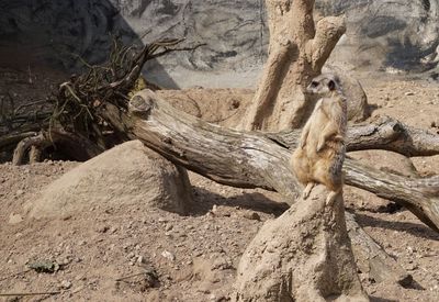Lizard on tree trunk