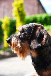 Close-up of dog