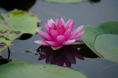 Close-up of pink water lily in lake