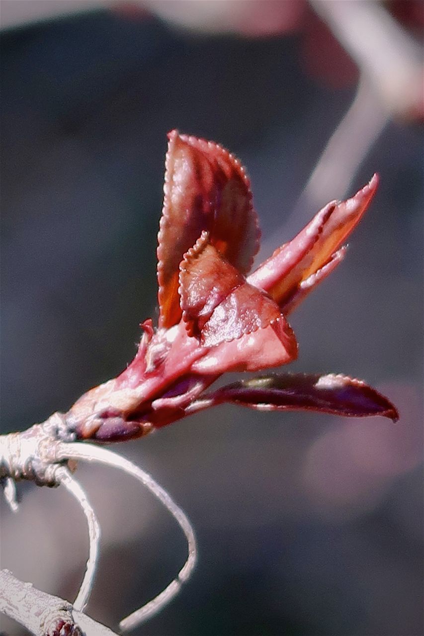 CLOSE-UP OF WILTED FLOWER