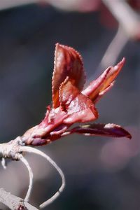 Close-up of wilted flower on plant