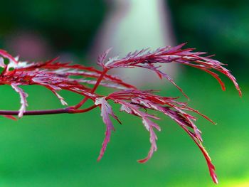 Close-up of red maple leaves on tree