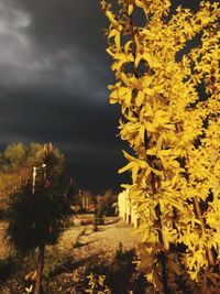 Close-up of yellow flowering plant