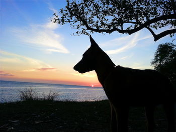 Scenic view of sea at sunset