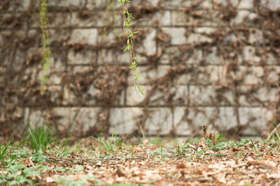 Small ivy growing on field