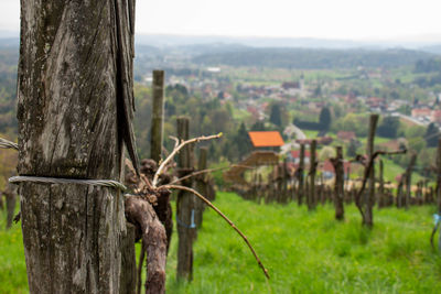 View of tree trunk on field
