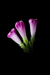 Close-up of pink flower against black background